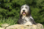 Bearded Collie