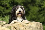 lying Bearded Collie