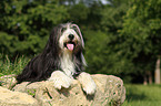 lying Bearded Collie