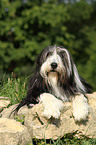 lying Bearded Collie