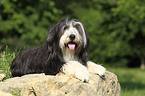 lying Bearded Collie