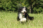 running Bearded Collie