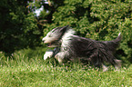 running Bearded Collie