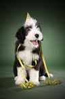 Bearded Collie Puppy