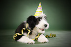 Bearded Collie Puppy