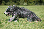 running Bearded Collie