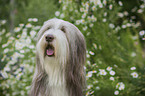 Bearded Collie Portrait