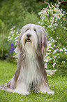 sitting Bearded Collie