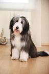 sitting Bearded Collie