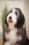 Bearded Collie Portrait