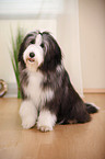 sitting Bearded Collie