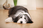 lying Bearded Collie