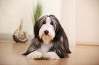 lying Bearded Collie