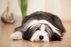 lying Bearded Collie