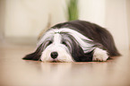 lying Bearded Collie