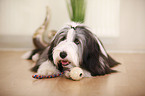 lying Bearded Collie