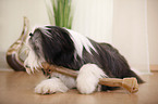 lying Bearded Collie