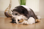 lying Bearded Collie