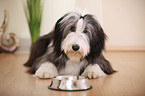 lying Bearded Collie