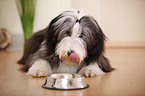 lying Bearded Collie