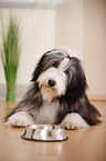 lying Bearded Collie