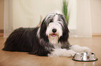 lying Bearded Collie