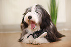 lying Bearded Collie