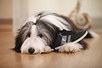 lying Bearded Collie