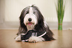 lying Bearded Collie