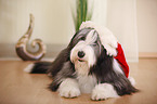 lying Bearded Collie