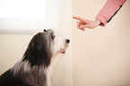 Bearded Collie Portrait