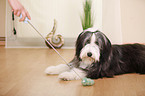 lying Bearded Collie