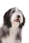 Bearded Collie Portrait