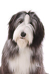 Bearded Collie Portrait