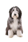 sitting Bearded Collie