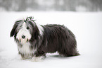 Bearded Collie