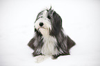 lying Bearded Collie