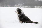 sitting Bearded Collie