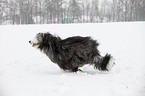 running Bearded Collie