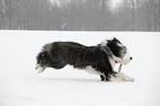 running Bearded Collie