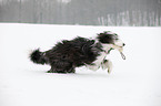 running Bearded Collie