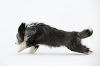 running Bearded Collie