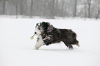 running Bearded Collie