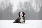 sitting Bearded Collie