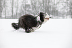 running Bearded Collie