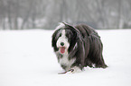 Bearded Collie