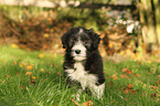 Bearded Collie Puppy