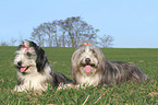 2 Bearded Collies