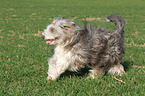 running Bearded Collie