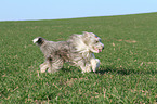 running Bearded Collie